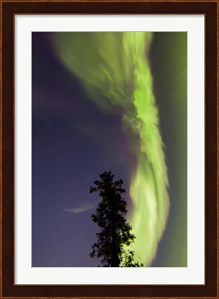Framed Aurora Borealis with Tree and Shooting Star, Yukon, Canada Print