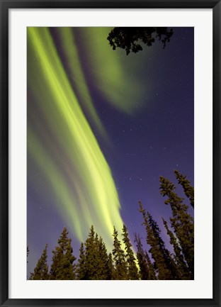 Framed Aurora Borealis with Trees, Whitehorse, Canada Print