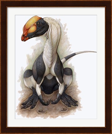 Framed Dilophosaurus Print