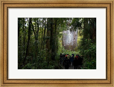 Framed Tane Mahuta, Giant Kauri tree in Waipoua Rainforest, North Island, New Zealand Print