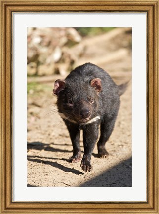 Framed Australia, Tasmanian Devil wildlife Print
