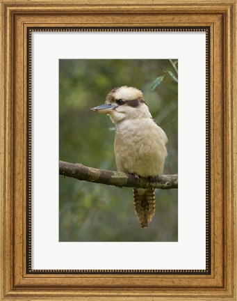 Framed Kookaburra Bird, Tasmania, Australia Print