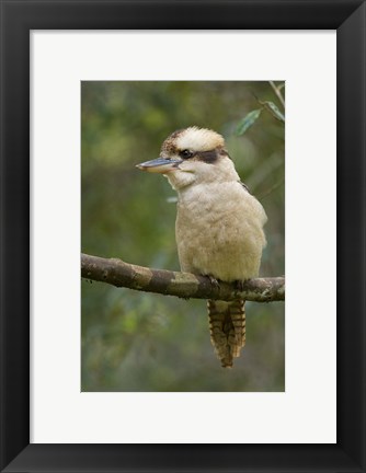 Framed Kookaburra Bird, Tasmania, Australia Print