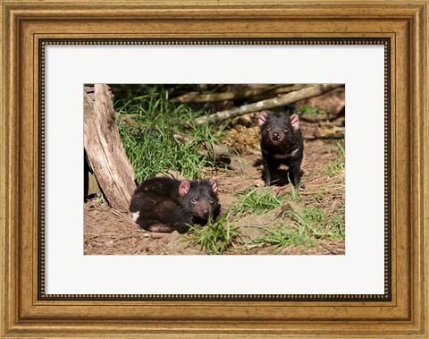 Framed Pair of Tasmanian Devils Print