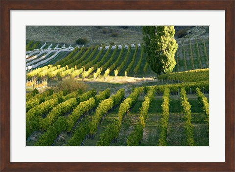 Framed Felton Road Vineyard, Bannockburn, Central Otago, South Island, New Zealand Print