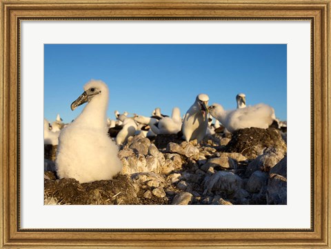 Framed Shy Albatross chick and colony, Bass Strait, Tasmania, Australia Print