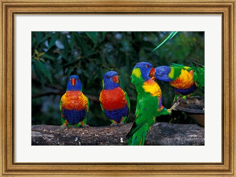 Framed Australia, East Coast,  Lorikeets birds in a row Print