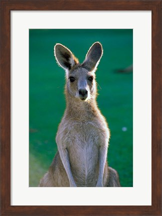 Framed Australia, Yamba Golf Course, Eastern Grey Kangaroo Print