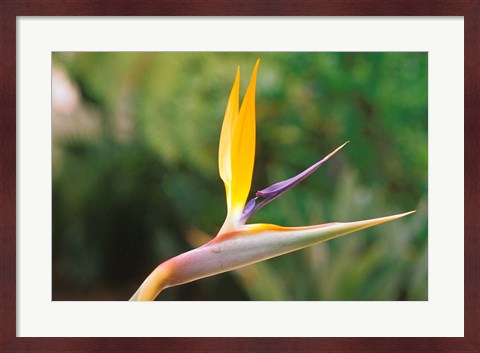 Framed Australia, Queensland, Bird of paradise flower garden Print