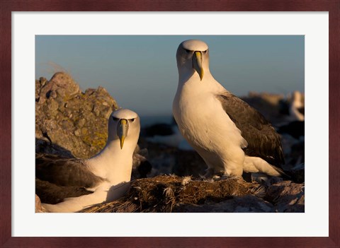 Framed Australia, Tasmania, Bass Strait Albatross pair Print