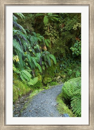 Framed Ferns and Path, Lake Matheson, South Island, New Zealand Print