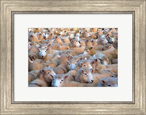 Framed Mob of Sheep in Yard Print