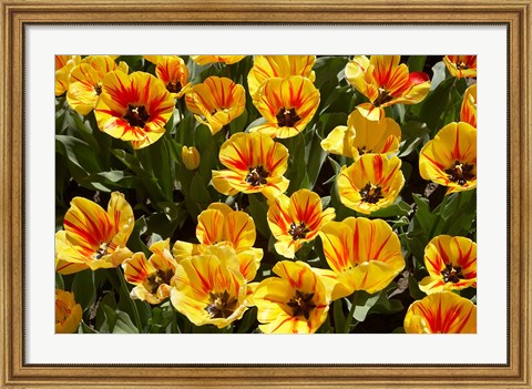 Framed Close up of Tulips, West Otago, South Island, New Zealand Print