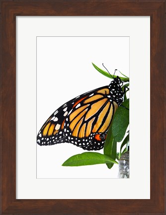 Framed Monarch Butterfly Print