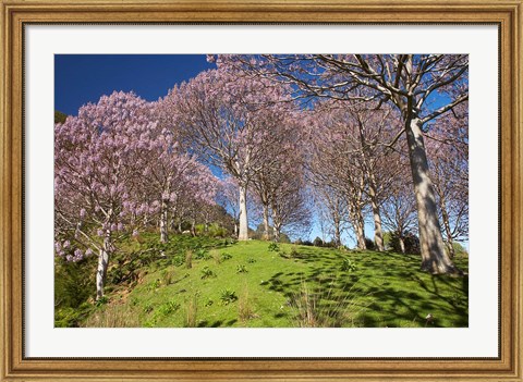 Framed Paulownia Plantation, Spring Season, New Zealand Print