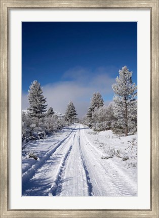Framed Winter Pine Trees, Cambrians, South Island, New Zealand Print