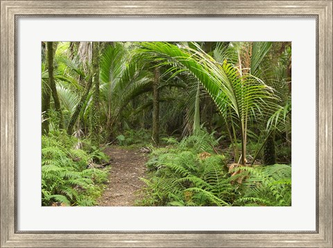 Framed New Zealand, Nikau Palms, Heaphy Path Print