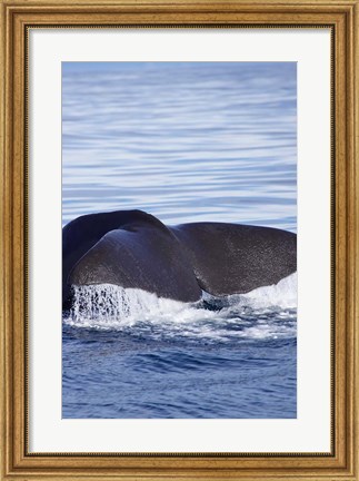 Framed Sperm Whale, Kaikoura, Marlborough, South Island, New Zealand Print