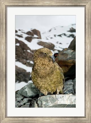 Framed New Zealand, South Island, Arrowsmith, Kea bird up close Print
