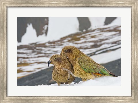 Framed New Zealand, South Island, Arrowsmith, Kea birds Print