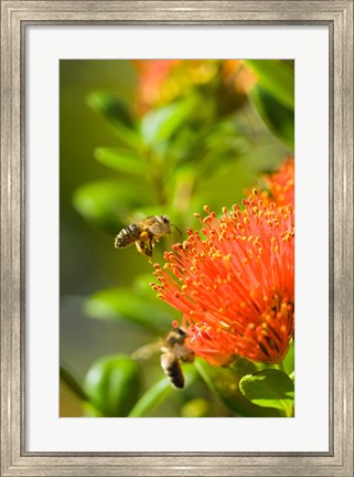 Framed New Zealand, South Island, Bee on Rata flower Print
