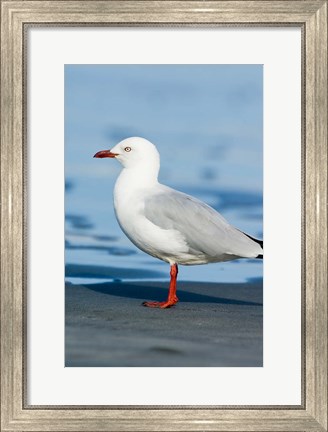 Framed New Zealand, South Island, Karamea Redbilled Gull Print