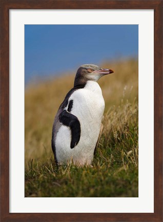 Framed New Zealand, Katiki Point, Yellow-eyed Penguin Print