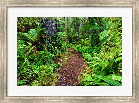 Framed New Zealand, Otago, Old Coach Walking Path, Forest Print