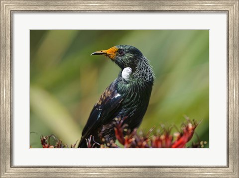 Framed New Zealand, Stewart Island, Halfmoon Bay, Tui bird Print