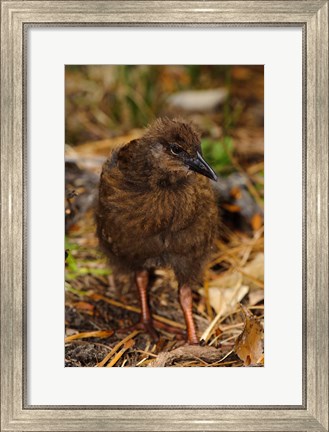 Framed New Zealand, Stewart Island, Ulva Island, Weka bird Print