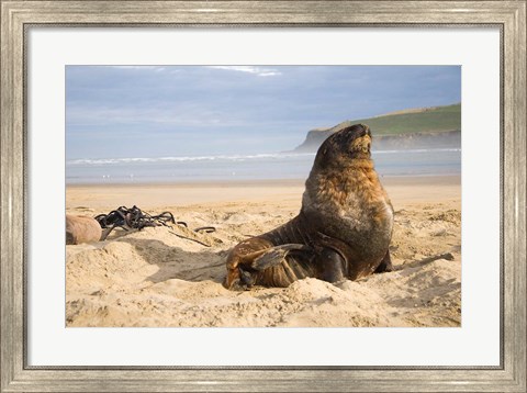 Framed Sea lions on beach, Catlins, New Zealand Print