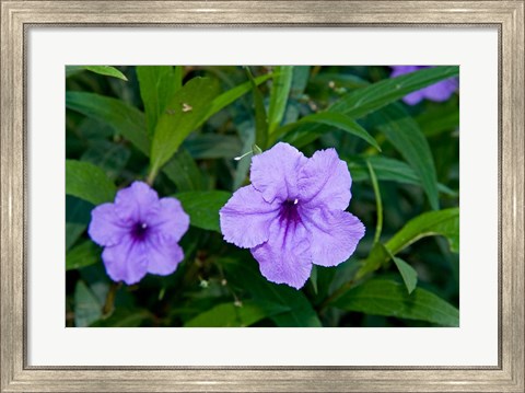 Framed Purple Flowers, Antigua, West Indies, Caribbean Print