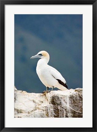 Framed New Zealand, Australasian gannet tropical bird Print
