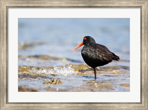 Framed New Zealand, Oystercatcher tropical bird Print