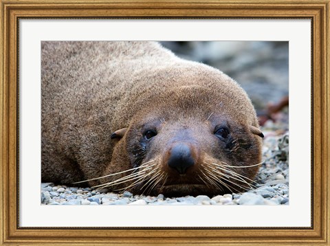 Framed New Zealand, South Island, Kaikoura Coast, Fur Seal Print