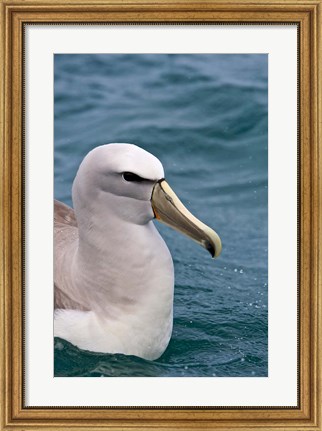 Framed New Zealand, South Island, Salvin&#39;s Albatross Print