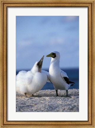 Framed Australia, Coringa Island, Masked Booby birds Print
