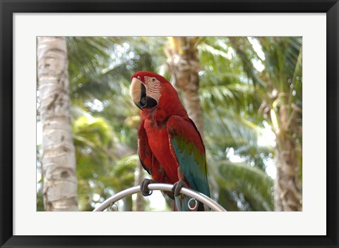 Framed Parrot at Radisson Resort, Palm Beach, Aruba, Caribbean Print