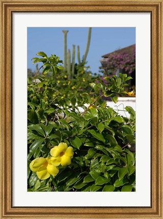 Framed Yellow Flowers, Cacti and Home, Aruba, Caribbean Print