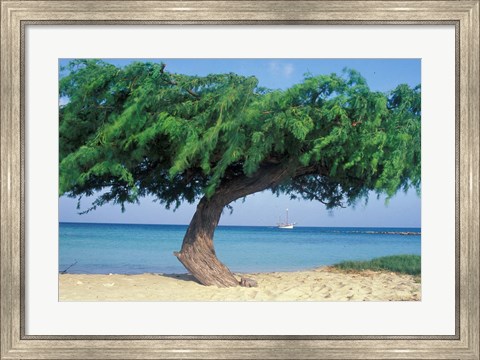 Framed Kwihi Tree,  Aruba, Caribbean Print