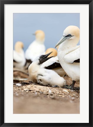 Framed Gannet tropical birds, Cape Kidnappers New Zealand Print