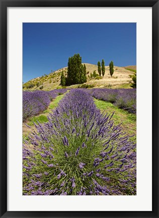 Framed Lavender Farm, near Cromwell, Central Otago, South Island, New Zealand (vertical) Print