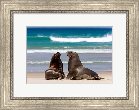 Framed New Zealand, South Island, Hooker&#39;s Sea Lion Print