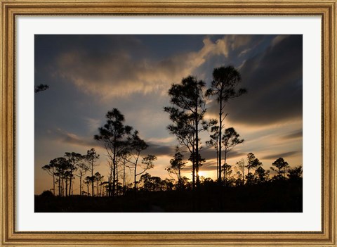 Framed Bahamas, Lucaya NP, Setting sun on Caribbean Pine Trees Print