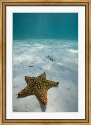 Framed Bahamas, Marine Life, Sea star, Golden Rock Beach Print