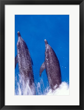 Framed Atlantic Spotted Dolphins, Bimini, Bahamas Print