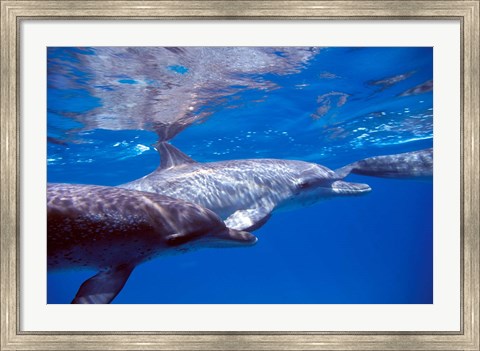 Framed Pair of Atlantic Spotted Dolphins, Bimini, Bahamas Print