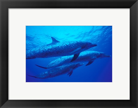Framed Three Spotted Dolphins, Bahamas, Caribbean Print