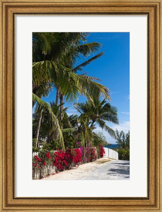Framed Bahamas, Eleuthera, Harbor Island, Dunmore, Flora Print
