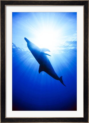 Framed Atlantic Spotted Dolphin, Bahamas Print